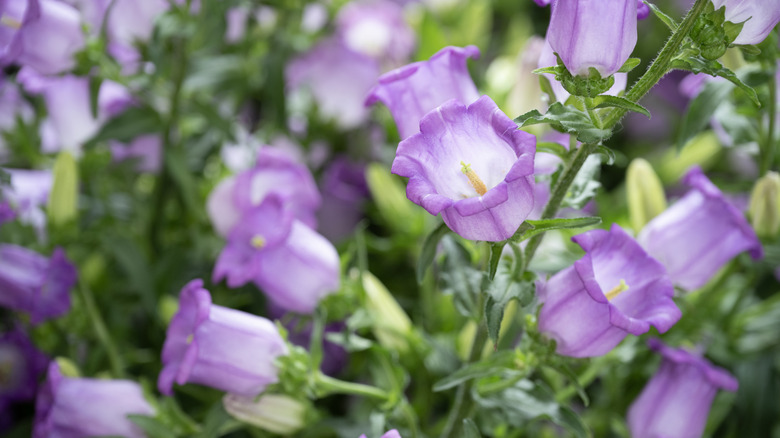 close up of purple bellflowers