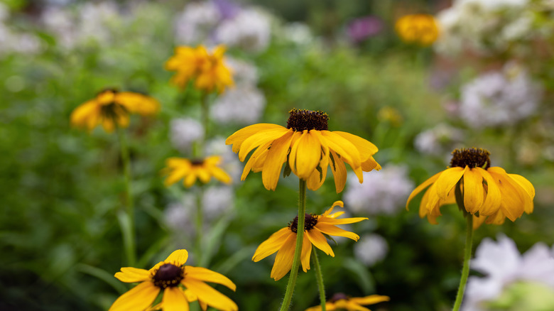 close up of Black-eyed susans
