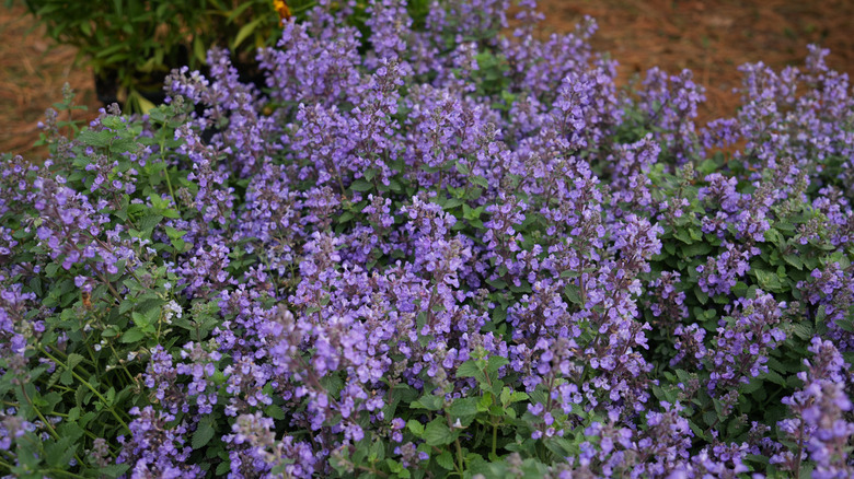 close up of lavender catmint flowers