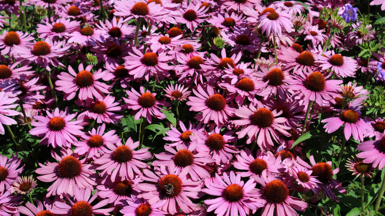 close up of purple coneflowers