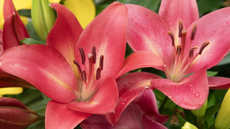 close up of red daylilies in bloom