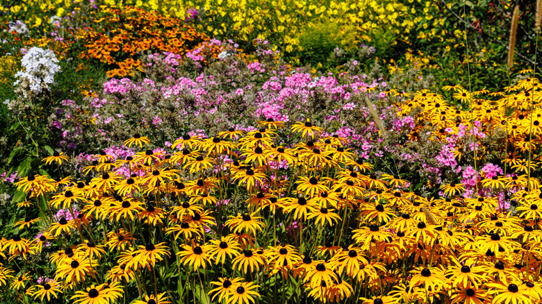 a garden full of colorful perennials