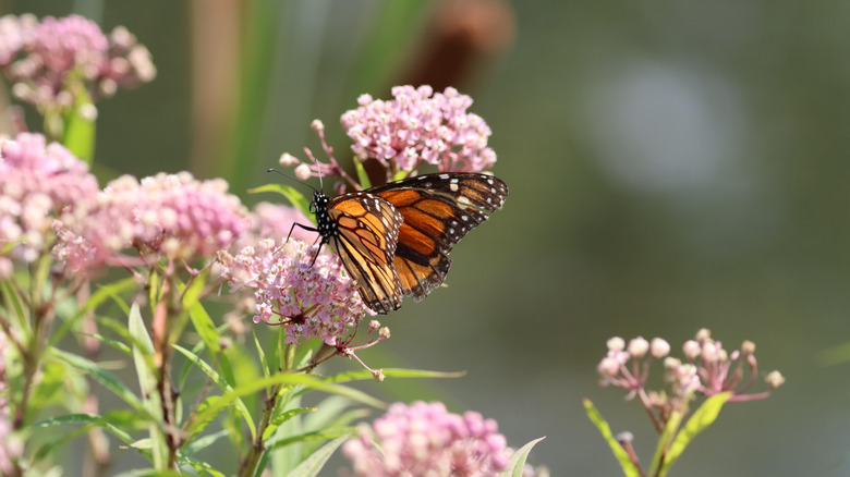 close up of a monarch butterfly on milkweed