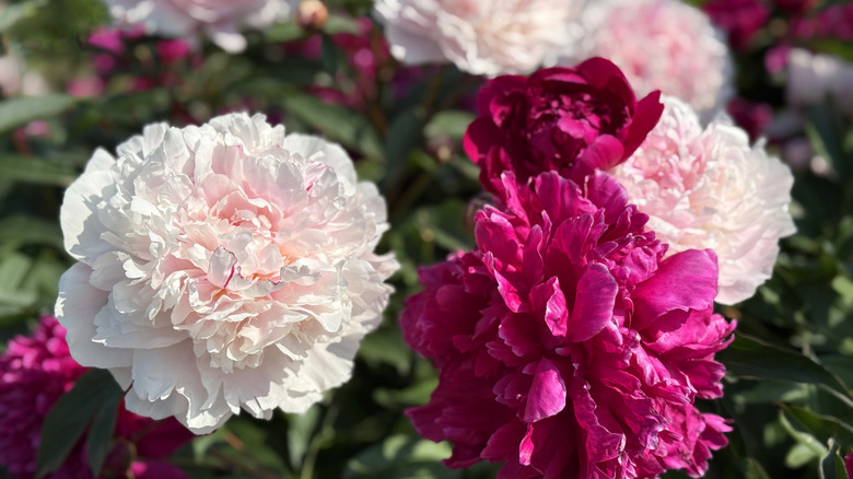 close up of peony blossoms