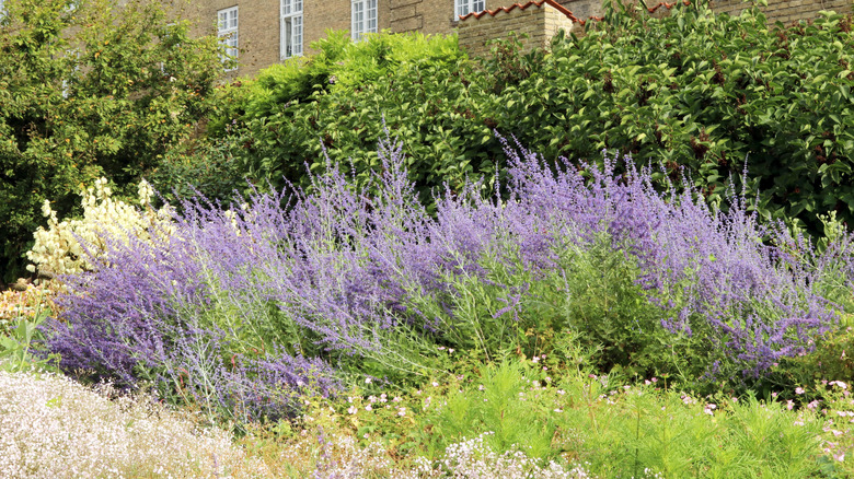 Russian sage blooming in front of stone building