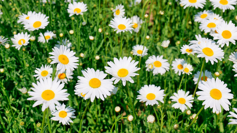 close up of shasta daisies