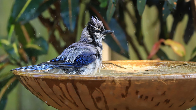 A blue jay bathing in a basic bird bath