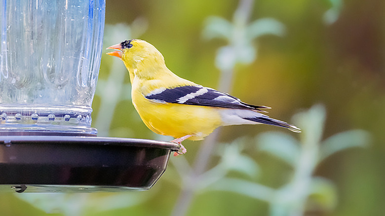 Male goldfinch sitting on rim of bird water dispenser