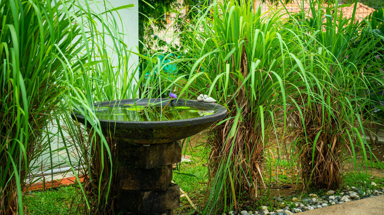 a large bird bath in a yard, among tall grasses