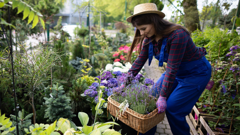 A woman at a garden center bends down to pick up a woven basket full of flowering plants.