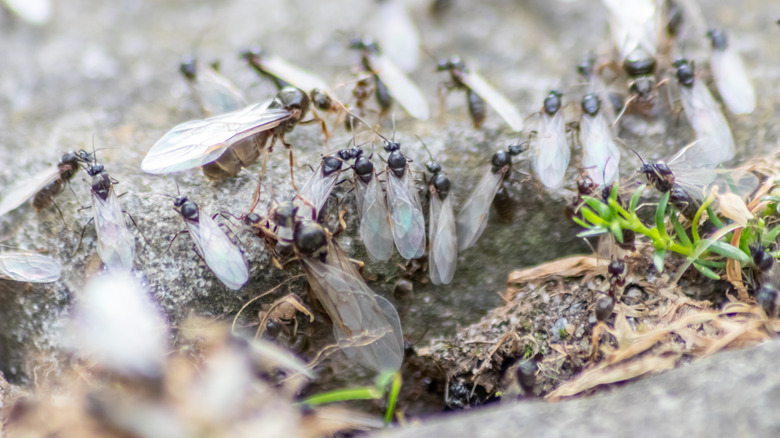 A swarm of flying ants crawling over the ground.