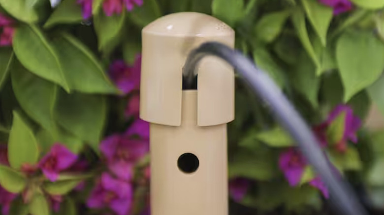 Closeup of a plant watering stake with a drip line inserted