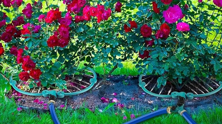Tree watering rings installed around roses