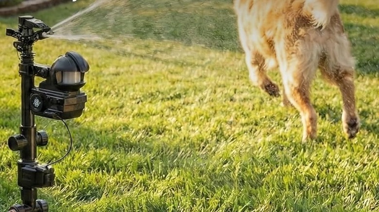 A motion-sensored sprinkler going off near a dog in a yard