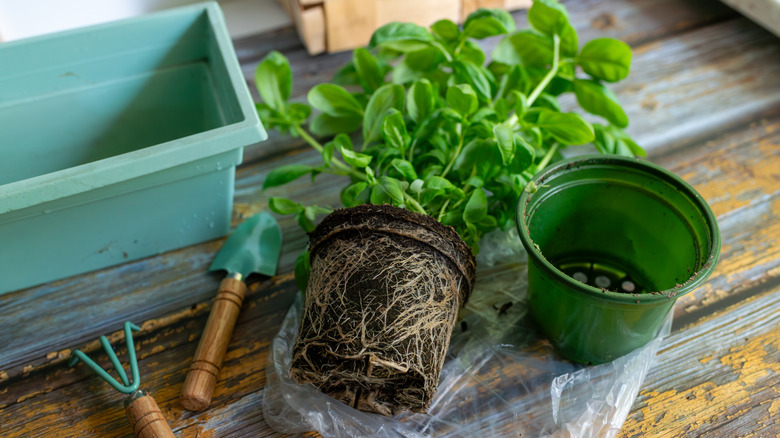 unpotted basil beside empty nursery planter with dirty on rim