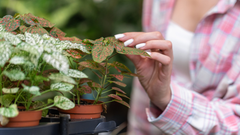 person looking at plants in orange nursery pots