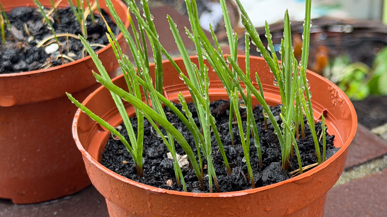 seedlings growing in orange pots