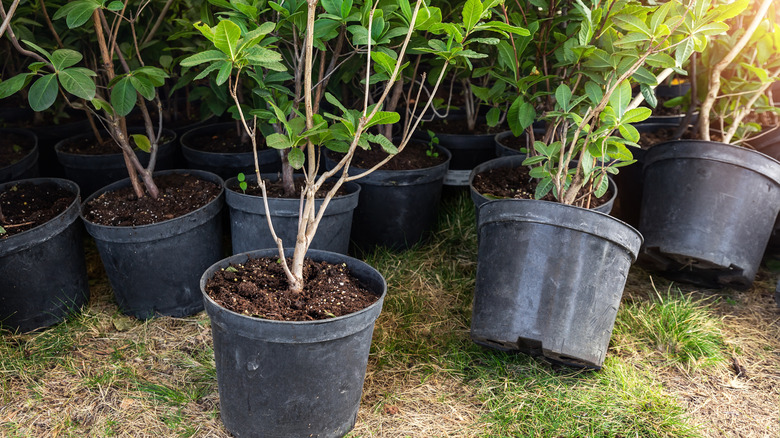 plants in large nursery pots outside
