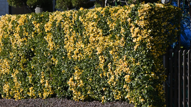 Japanese euonymus hedge in dappled green and gold