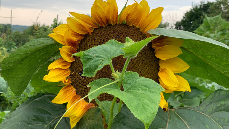 Cucumber leaves in front of a large sunflower bloom