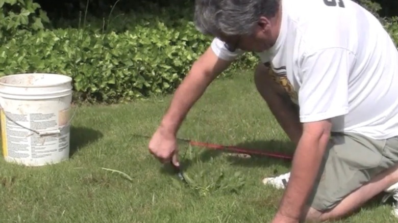 Person working on removing weeds from lawn with a crowbar next to a bucket