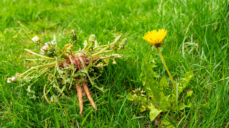 close up of a weed pulled out of the ground with roots visible