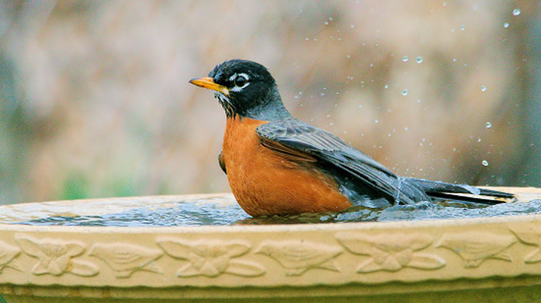 A robin taking a refreshing bath in a tan bird bath with floral and bird-shaped carvings around the rim