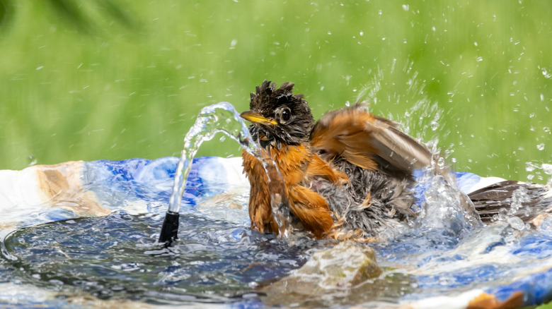 A robin splashing in a blue and white bird bath