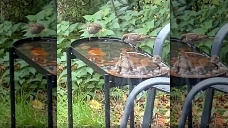 Screenshot of video, showing a black metal plant stand used as a bird bath.