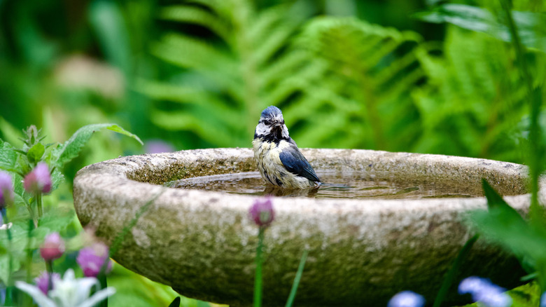 A blue jay in a stone bird bath surrounded by flowers and greenery.