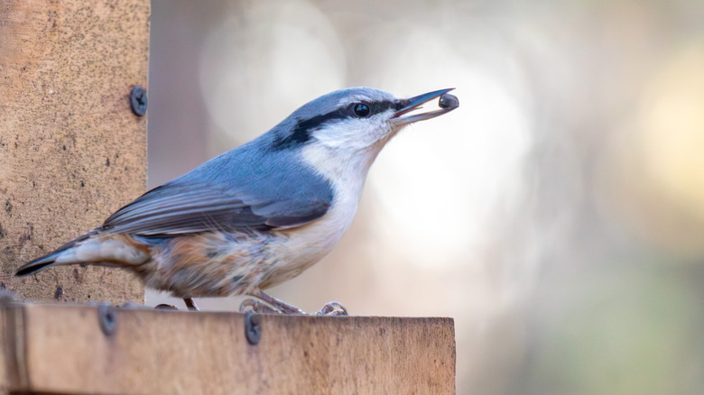 A white-breasted nuthatch holding a seed in its beak standing on top of a bird feeder