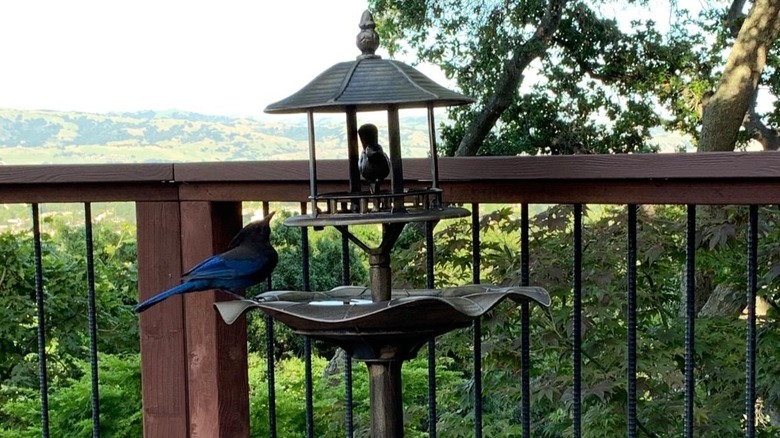 The Outsunny 3-in-1 bird bath bowl with bird perched on it