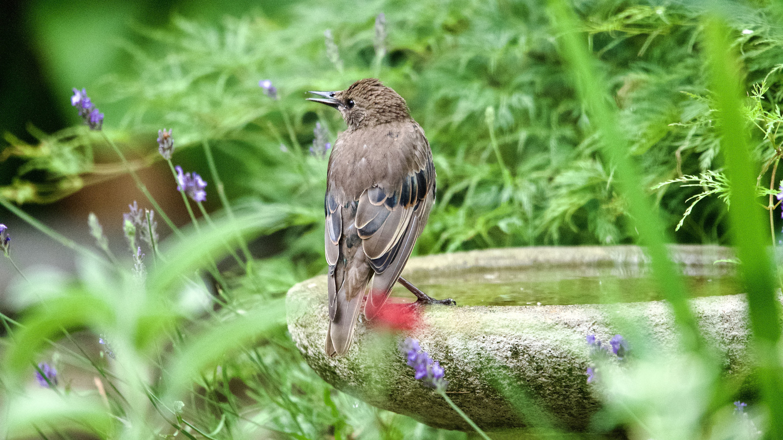 - banquet event order beo creating beos event Images... Goodbye, Traditional Bird Baths: The Deck-Mounted Walmart Find That's ...