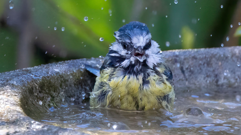 Wet bird splashing in a stone bird bath.