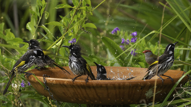 Several birds playing in and on a birdbath