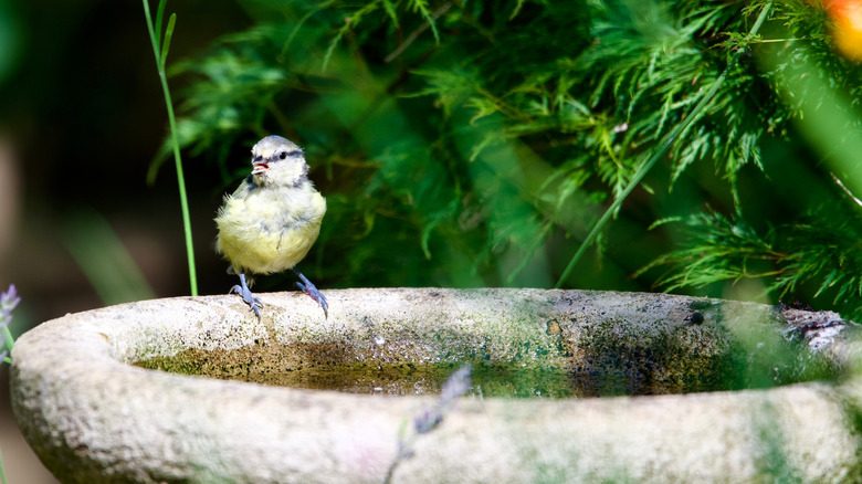 A gray and yellow bird is perched on the edge of a stone birdbath, with blurred foliage in the background.