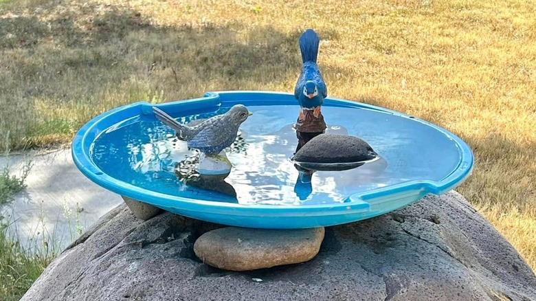A round blue snow saucer, filled with water, large rocks, and two fake birds, sits on top of a boulder.