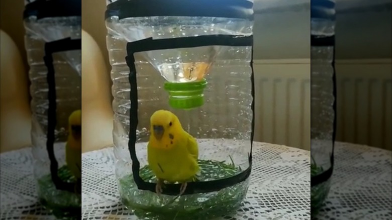 A DIY bird shower built from an old water jug