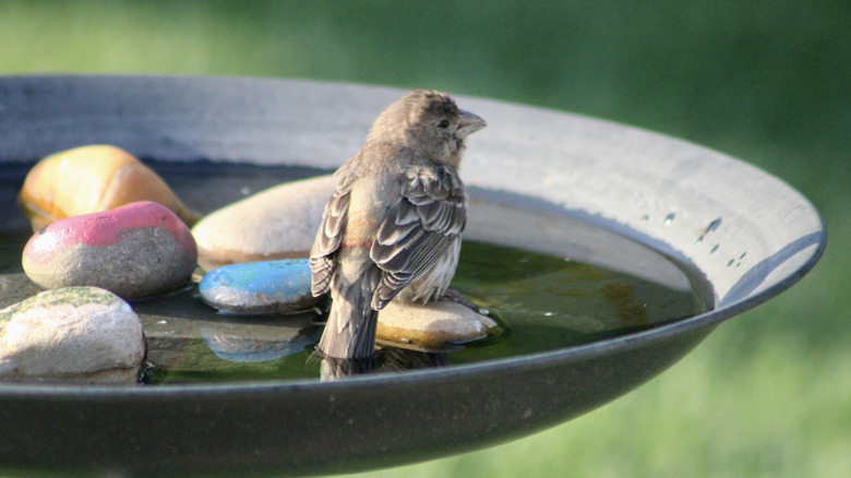 A small bird in a bath with hand painted rocks
