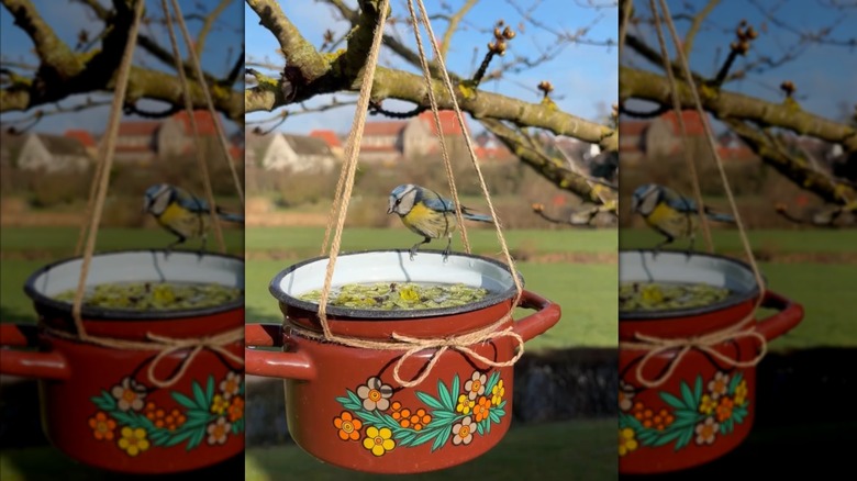 A bird perched on the edge of the small pot turned bird bath hanging from a tree