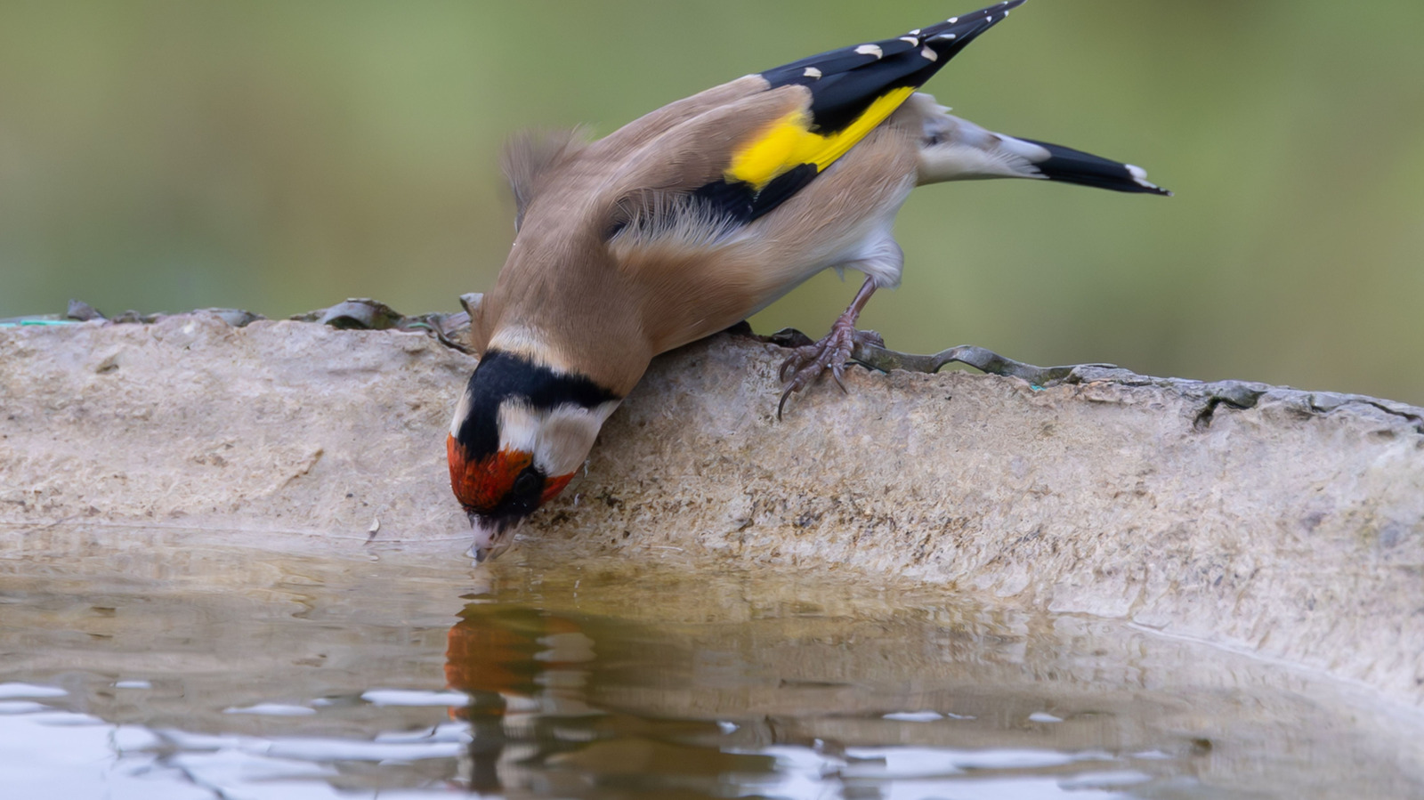 Goodbye Traditional Bird Baths: There's A Fun Alternative In Your Kitchen