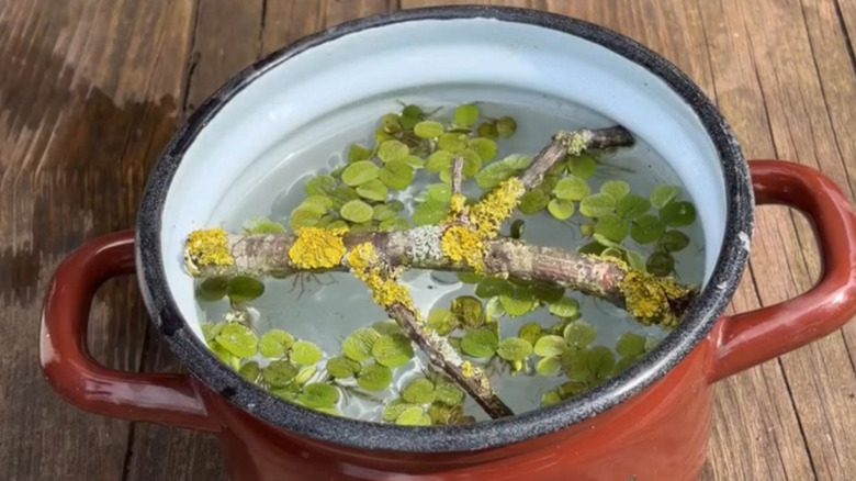 An above shot of what is inside of the homemade bird bath DIY