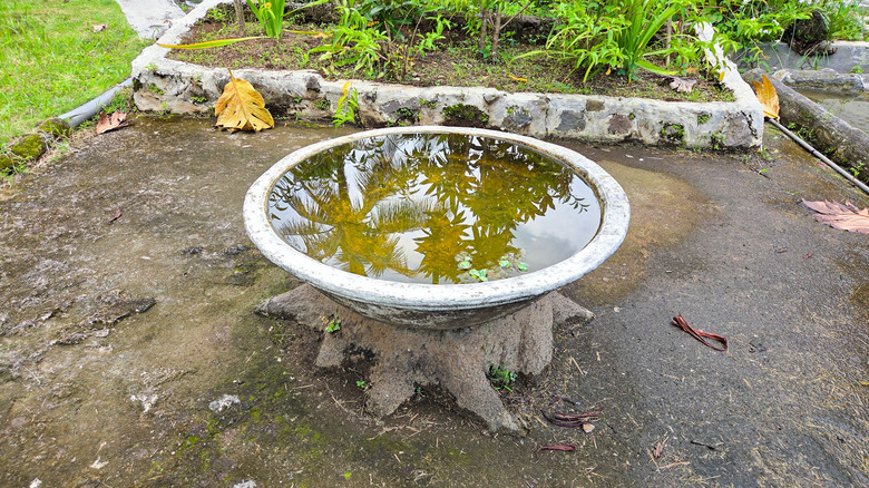 A large concrete bird bath filled with water in a yard