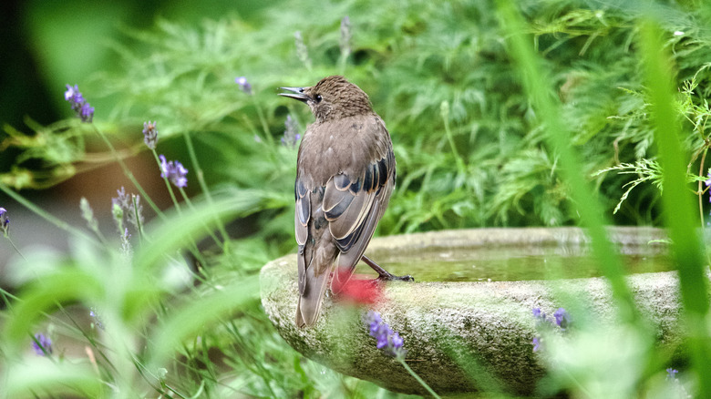 a bird sitting on the edge of a bird bath in a yard.