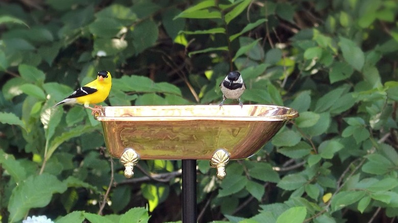 A Good Directions Pure Copper Bird Bath with birds perched on the sides