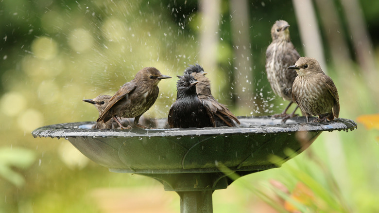 Birds bathing in a bird bath