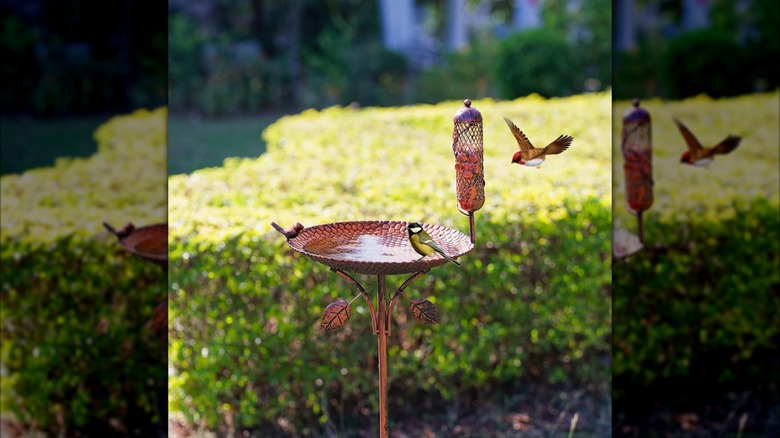 birds visiting dreamysoul metal bird bath and feeder