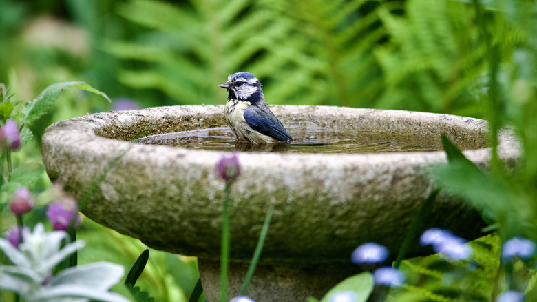 A bird in a bird bath
