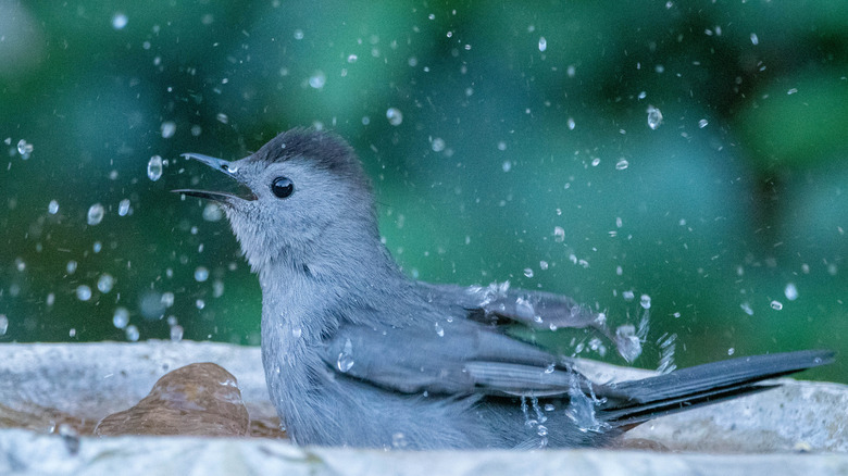 A gray bird splashing in a birdbath