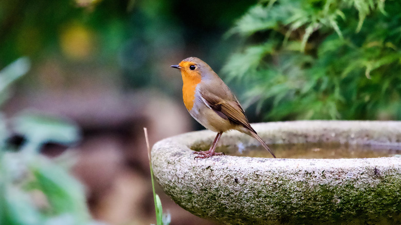 Bird perched on a concrete bird bath
